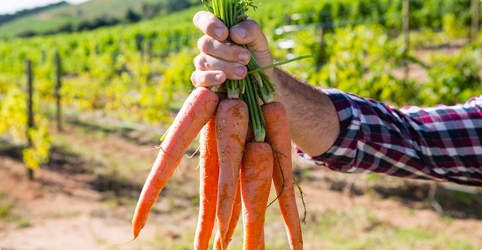 Cueillir les carottes